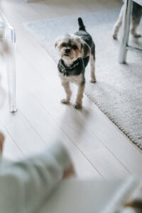 cute morkie dog standing in room